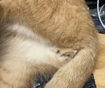 Dr Douglas’s Veterinary Services