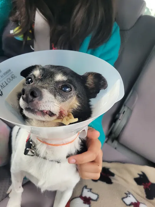 Westchester Animal Hospital 8
