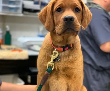 New Rochelle Animal Hospital