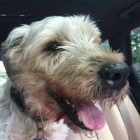 ANC Veterinary Dental Center ico