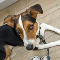 Community Veterinary Medicine ico