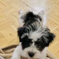 Fort Lee Animal Clinic ico
