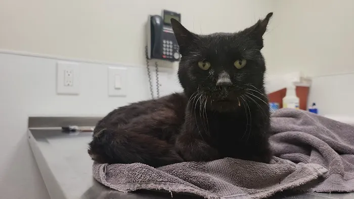 Fort Lee Animal Clinic 4