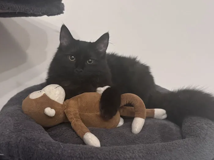 Fort Lee Animal Clinic 3