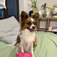 Oradell Veterinary Group of Fort Lee ico
