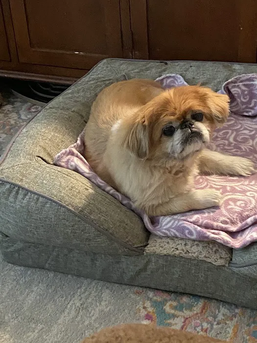 Oradell Veterinary Group of Fort Lee 4