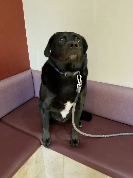 Oradell Veterinary Group of Fort Lee 7