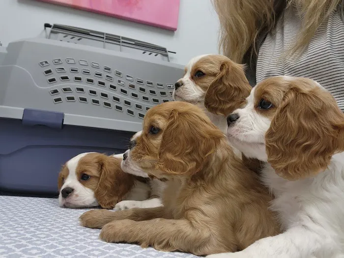 Sage Pet Hospital 3