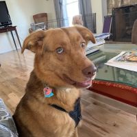 Laurel Park Animal Hospital ico