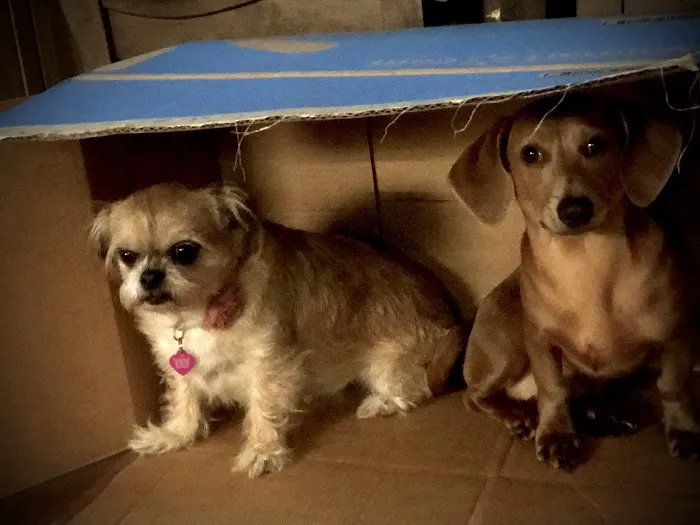 Laurel Park Animal Hospital 5