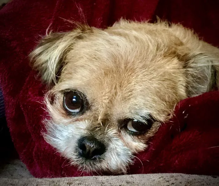 Laurel Park Animal Hospital 7