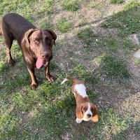 North State Animal Hospital ico