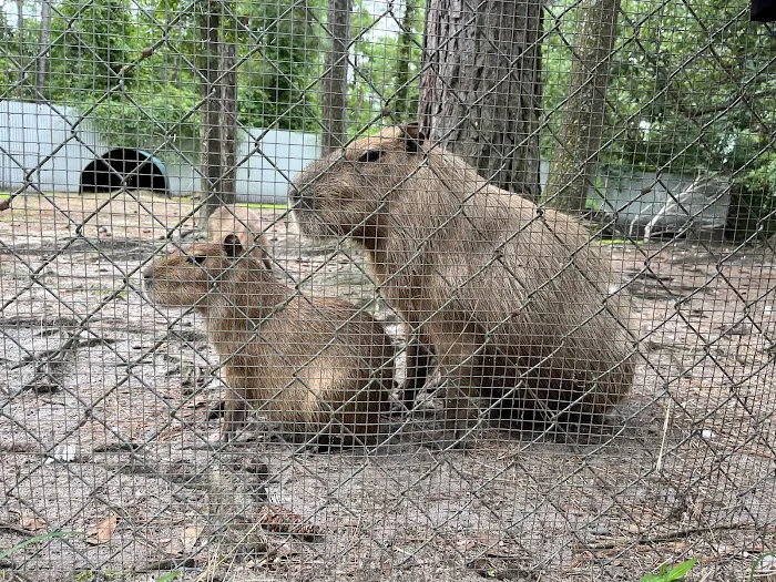Physical Therapy Center for Capybaras 4