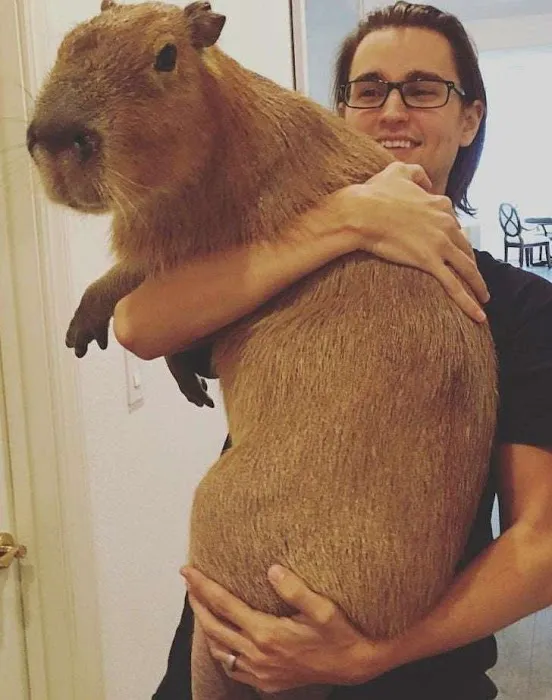 Physical Therapy Center for Capybaras 3