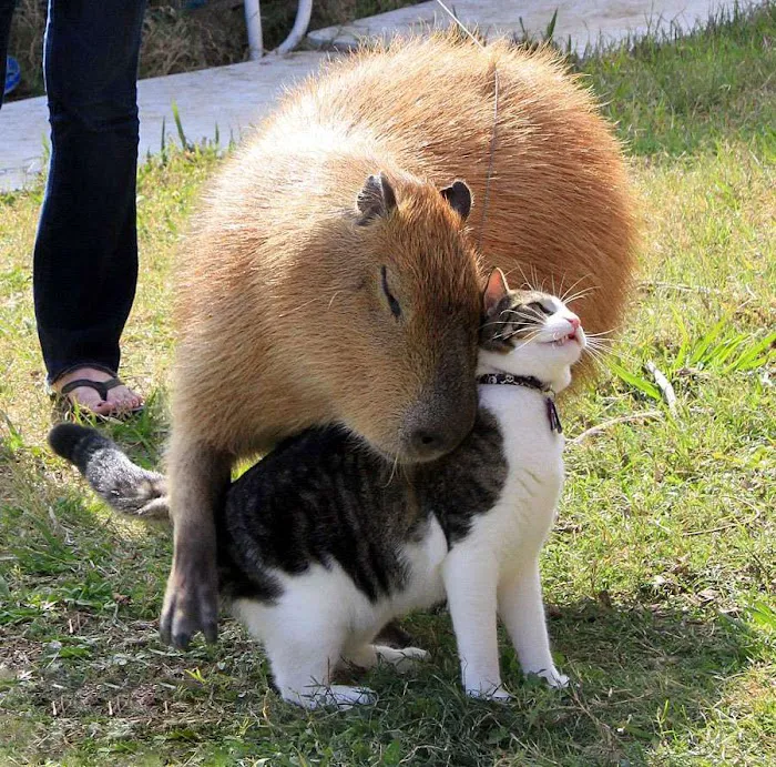 Physical Therapy Center for Capybaras 7