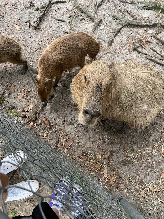 Physical Therapy Center for Capybaras 6
