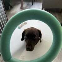 Haywood Animal Hospital ico