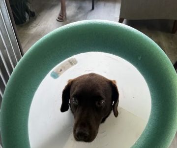 Haywood Animal Hospital