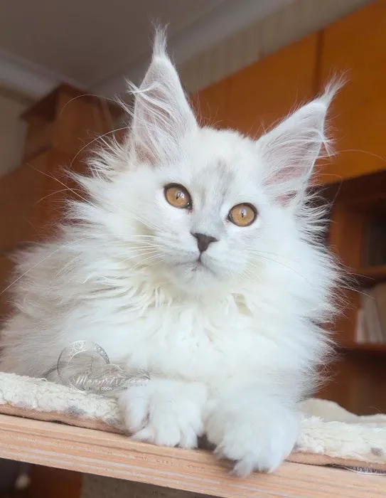 Mystic Mountain Maine Coons 2