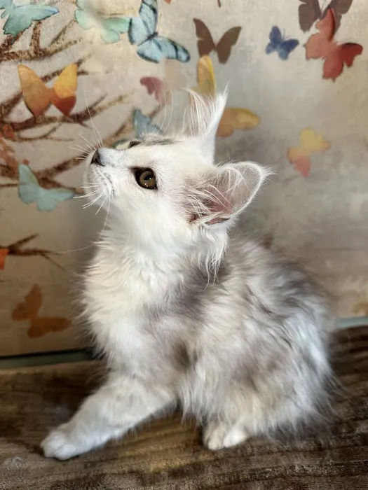 Mystic Mountain Maine Coons 3