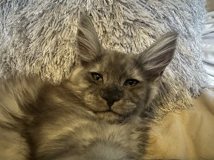 Mystic Mountain Maine Coons 1