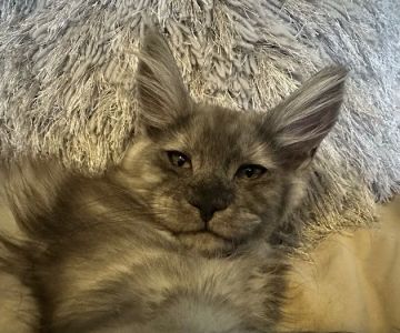 Mystic Mountain Maine Coons