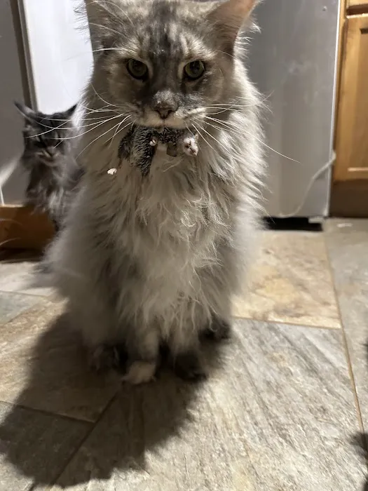 Mystic Mountain Maine Coons 8
