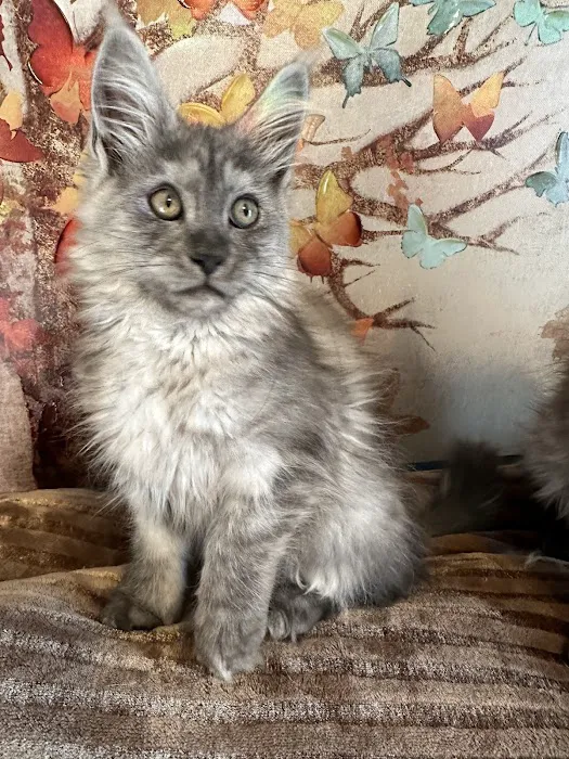 Mystic Mountain Maine Coons 6