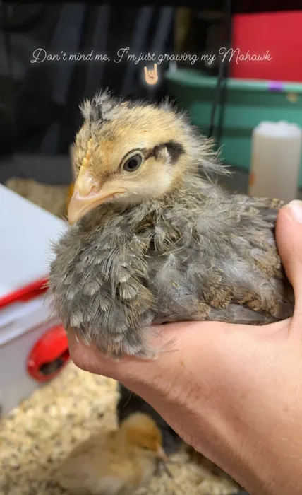 Foothills Animal Hospital 12