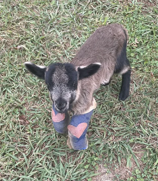Crestview Veterinary Hospital 9