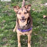 Animal Hospital of Marion Inc. ico