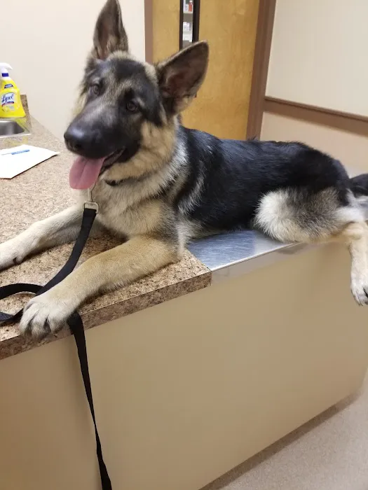 Boulevard Animal Hospital 4