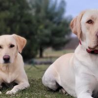Boulevard Animal Hospital ico