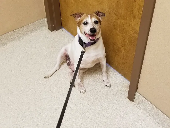 Boulevard Animal Hospital 7