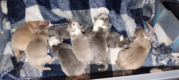 Boulevard Animal Hospital 6