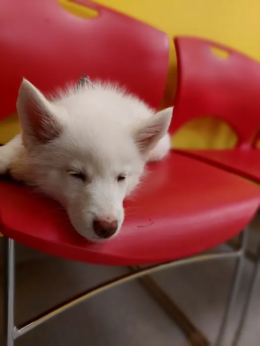 The Other Animal Hospital 3