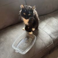The Other Animal Hospital ico