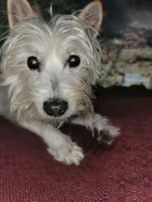 Cherokee County Animal Hospital 10