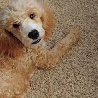 Cherokee County Animal Hospital ico