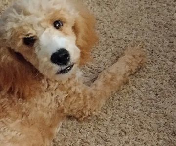 Cherokee County Animal Hospital