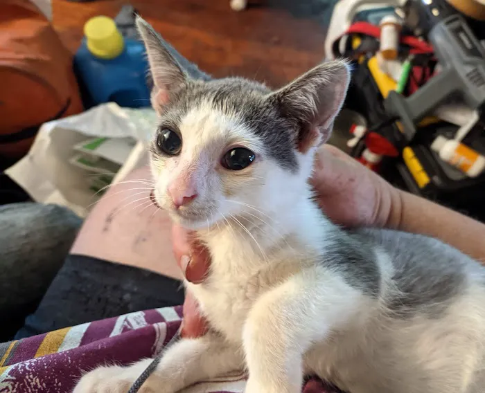 Cherokee County Animal Hospital 4