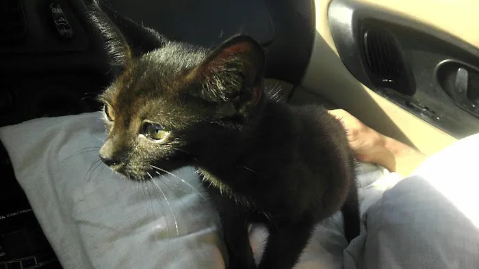 Cherokee County Animal Hospital 6