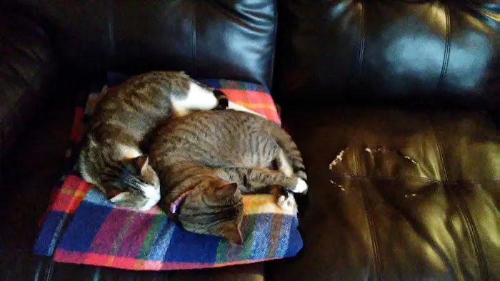 Cherokee County Animal Hospital 8