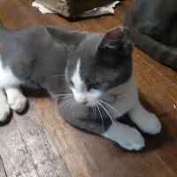 PetVax Complete Care Centers - Midtown ico