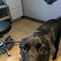Utopia Animal Hospital ico