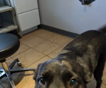 Utopia Animal Hospital