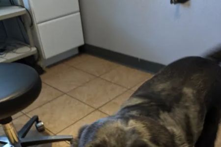 Utopia Animal Hospital