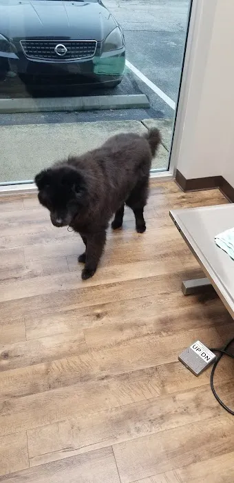 The Pet Hospitals Downtown 12