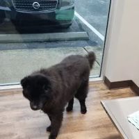 The Pet Hospitals Downtown ico