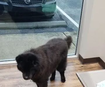 The Pet Hospitals Downtown